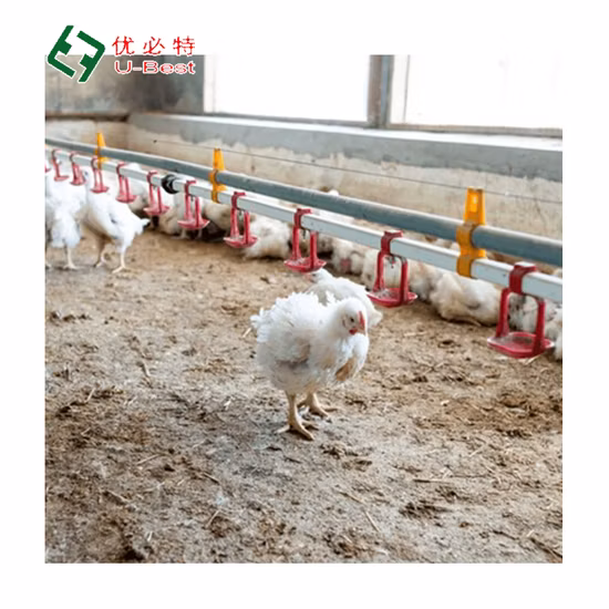 Gutes Preis-Leistungs-Verhältnis für Geflügelfarmen, vollautomatisches Hühnerfütterungssystem